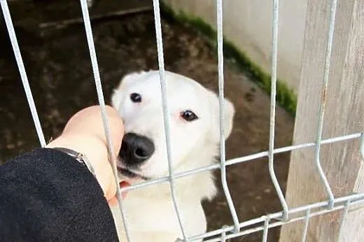 Uroczy młody pies Śnieżek - czeka na dom w schroni