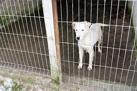 Uroczy młody pies Śnieżek - czeka na dom w schroni