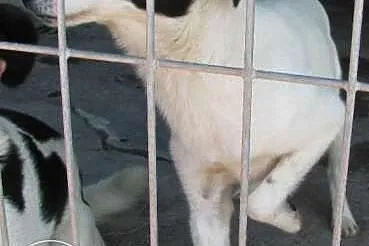 Budy - uroczy pies ze schroniska szuka domu ,  mał