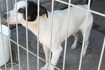 Budy - uroczy pies ze schroniska szuka domu ,  mał