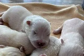Samojed/samoyed