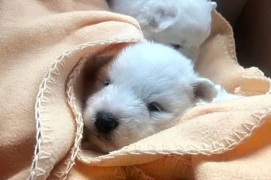 Samojed/samoyed, Małopolskie, Pojałowice