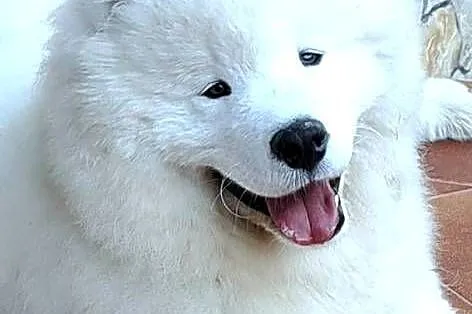 Samojed/samoyed, Małopolskie, Pojałowice