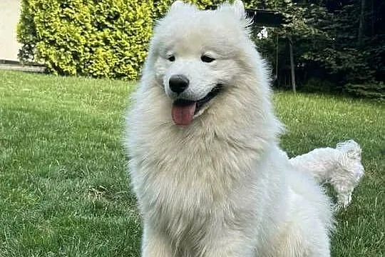 Samojed/samoyed, Małopolskie, Pojałowice