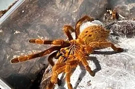 P murinus samiczka około 6DC
