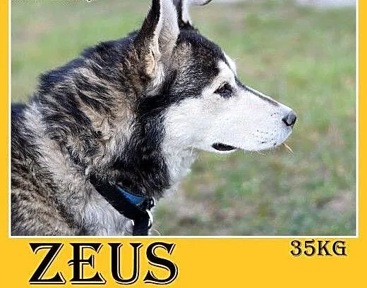 4 lata,husky,duży,łagodny,spokojny,towarzyski pies