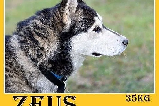 4 lata,husky,duży,łagodny,spokojny,towarzyski pies