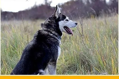 4 lata,husky,duży,łagodny,spokojny,towarzyski pies