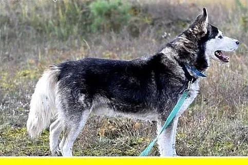 4 lata,husky,duży,łagodny,spokojny,towarzyski pies