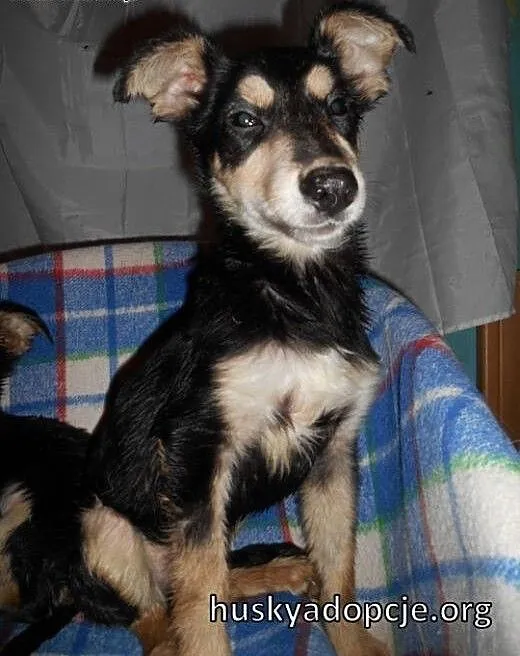 MOCCA- mądry i odważny szczeniak do adopcji, śląs