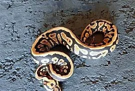 Pyton królewski, samiec, Spotnose Yellow belly het Clown