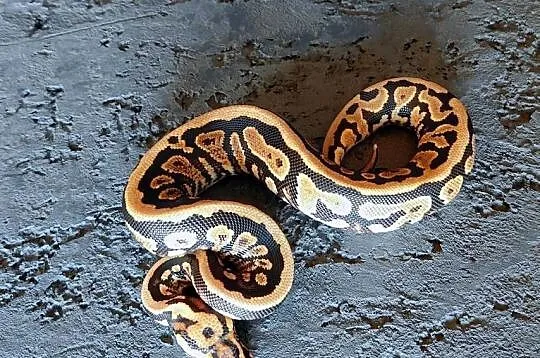 Pyton królewski, samiec, Spotnose Yellow belly het Clown