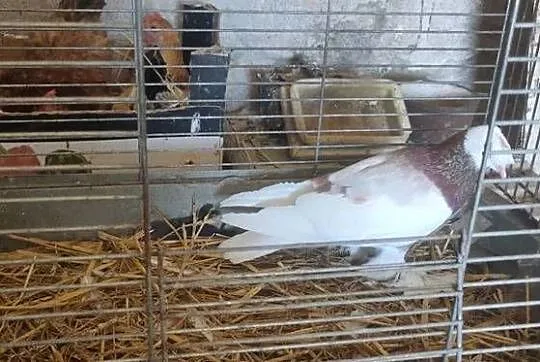 Sprzedam gołębie ozdobne, Lubelskie, Tokarówka