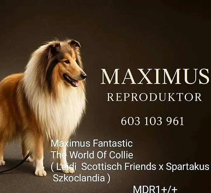 Owczarek szkocki collie, Wielkopolskie, Koźmin Wielkopolski