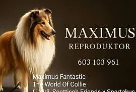 Owczarek szkocki collie