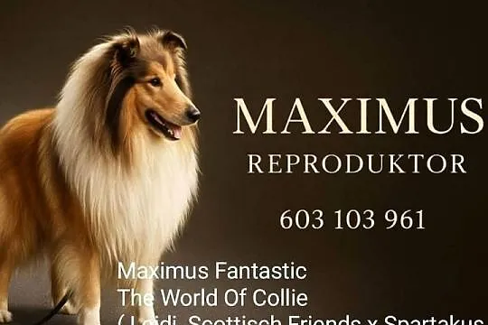 Owczarek szkocki collie, Wielkopolskie, Koźmin Wielkopolski