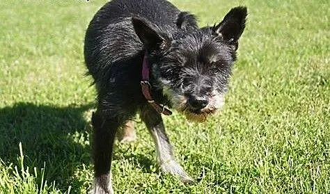 Daisy śliczna sunia potrzebuje cierpliwego i doświ