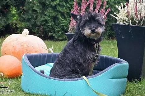 Daisy śliczna sunia potrzebuje cierpliwego i doświ