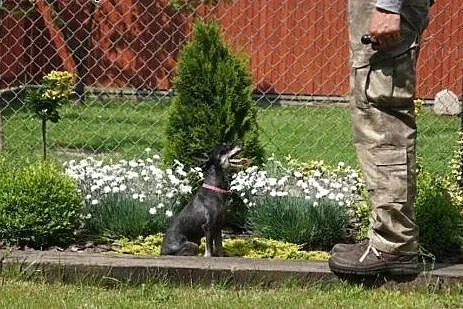 Daisy śliczna sunia potrzebuje cierpliwego i doświ