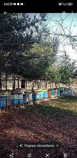 Pszczele rodziny przezimowane., Śląskie, Częstochowa