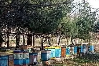 Pszczele rodziny przezimowane., Śląskie, Częstochowa