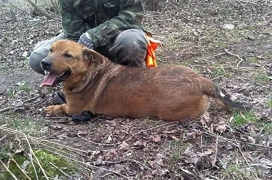 Chce być wreszcie kochany. Pies bezdomny.