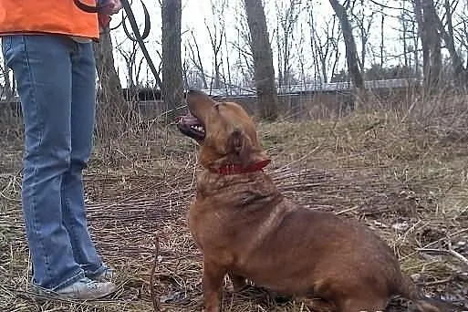 Chce być wreszcie kochany. Pies bezdomny.