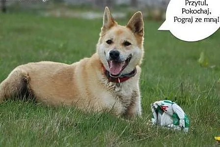 Diego -mix akity czeka na dom,  wielkopolskie Pozn