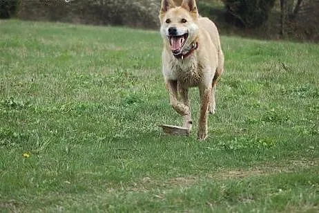 Diego -mix akity czeka na dom,  wielkopolskie Pozn