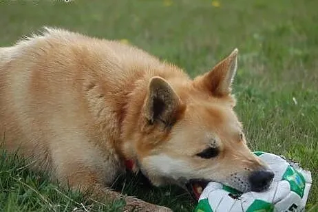 Diego -mix akity czeka na dom,  wielkopolskie Pozn