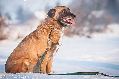 WANDA - cudowna suczka,która znów chciałaby kochać