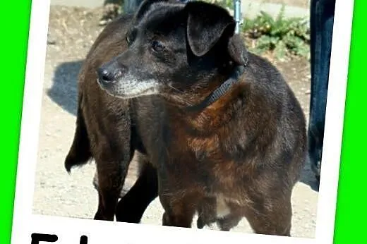 5 letnia sunia GABI,cicha,łagodna,grzeczna,spokojna.Adopcja.,  małopolskie Kraków