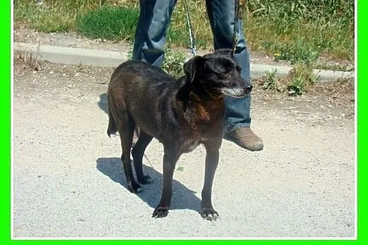 5 letnia sunia GABI,cicha,łagodna,grzeczna,spokojn