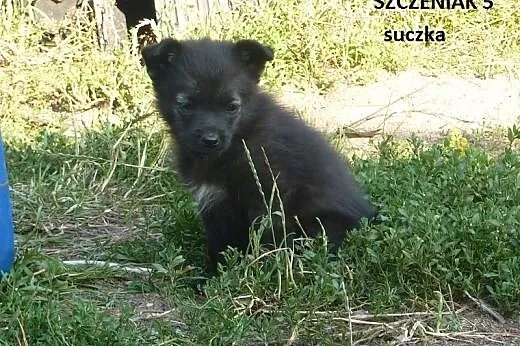 Szczenięta, kruszynki do adopcji,  kujawsko-pomorskie Toruń