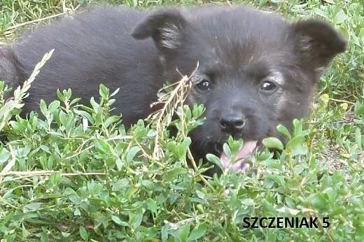 Szczenięta, kruszynki do adopcji,  kujawsko-pomors