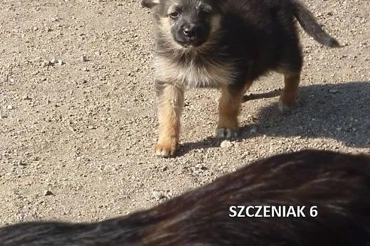 Szczenięta, kruszynki do adopcji,  kujawsko-pomors