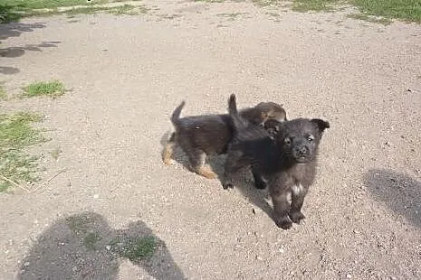 Szczenięta, kruszynki do adopcji,  kujawsko-pomors
