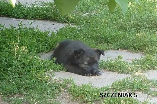 Szczenięta, kruszynki do adopcji,  kujawsko-pomors