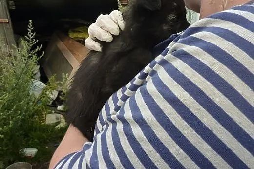 Szczenięta, kruszynki do adopcji,  kujawsko-pomors