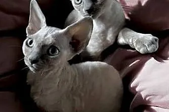 Kociaki Devon rex