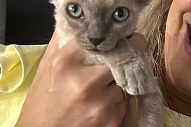 Kociaki Devon rex, Dolnośląskie, Legnica