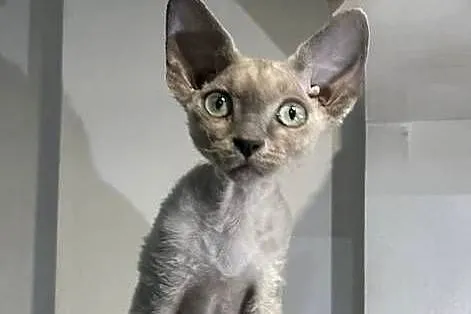 Kociaki Devon rex, Dolnośląskie, Legnica