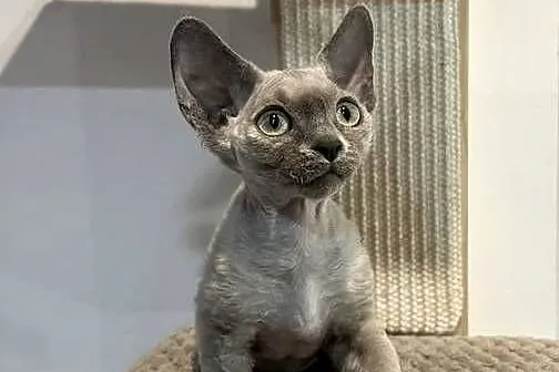 Kociaki Devon rex, Dolnośląskie, Legnica