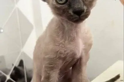 Kociaki Devon rex, Dolnośląskie, Legnica