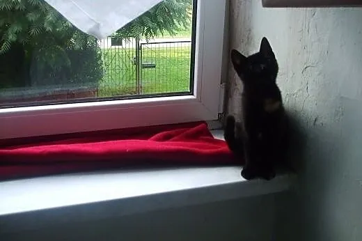 Kocie siostry porzucone przy drodze pilnie szukają