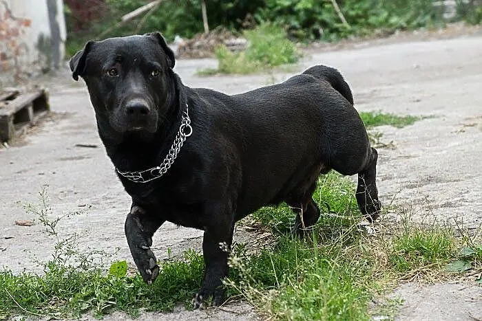Nero uratowany przed eutanazją czeka na dobry dom