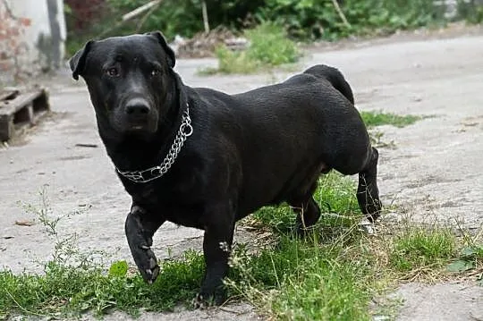Nero uratowany przed eutanazją czeka na dobry dom