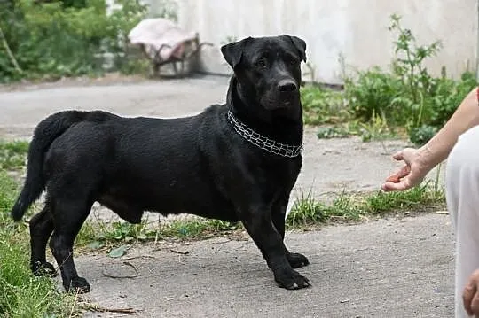 Nero uratowany przed eutanazją czeka na dobry dom