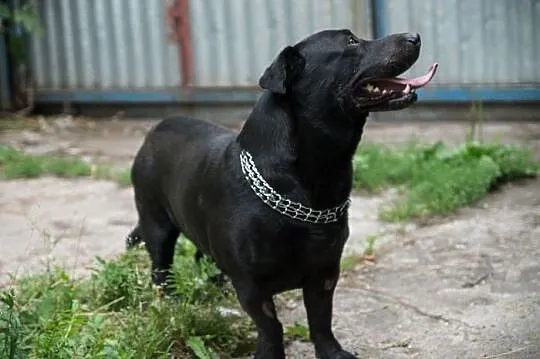 Nero uratowany przed eutanazją czeka na dobry dom