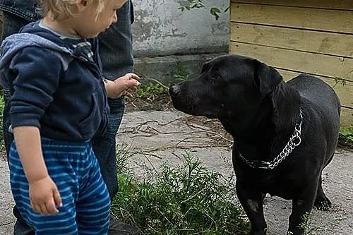 Nero uratowany przed eutanazją czeka na dobry dom
